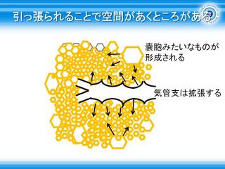 23引っ張られることで空間があくところがある.jpg