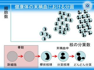 2健康体の末梢血における好中球の分画.JPG