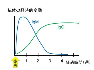 53抗体の経過.jpg