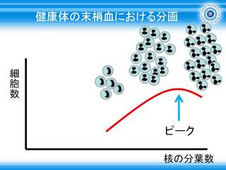 5健康体の末梢血における好中球の分画グラフ.JPG