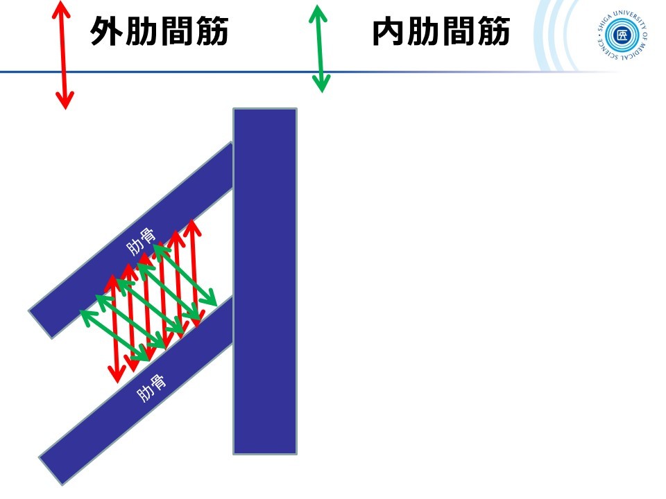 内肋間筋