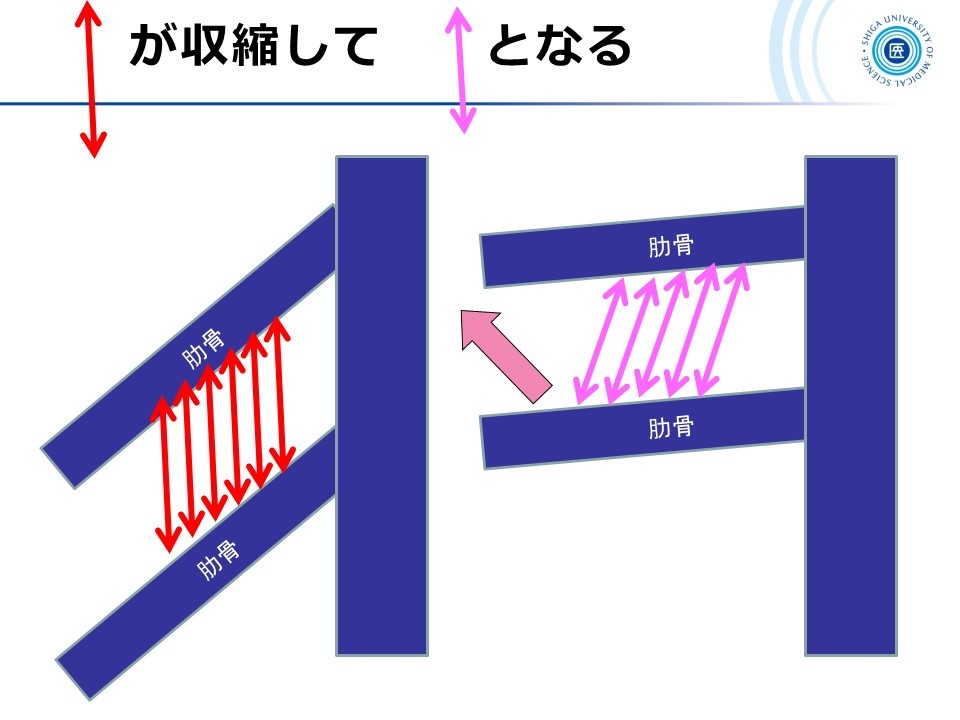 内肋間筋