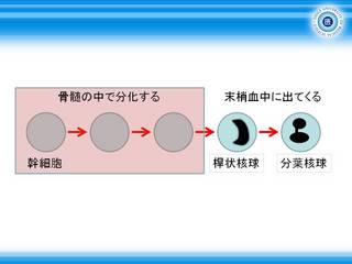 1好中球の分化過程.JPG